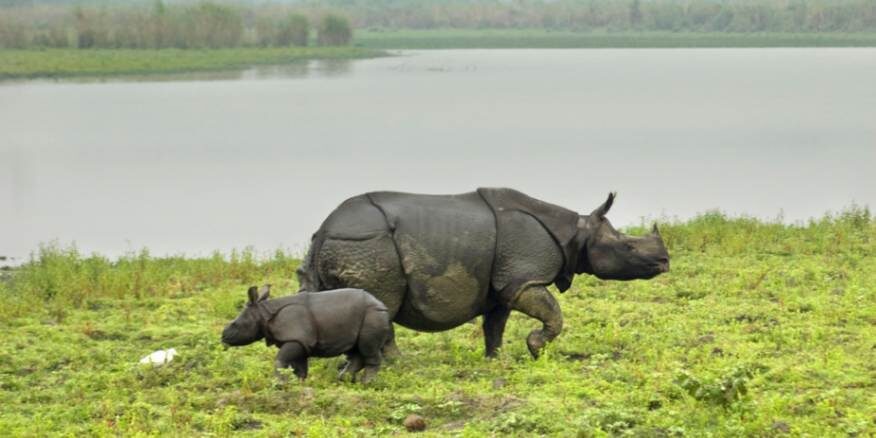 Kaziranga National Park