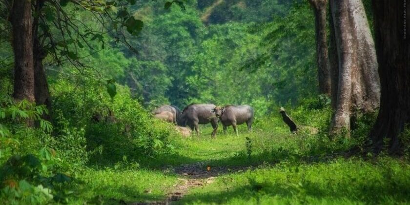 Nameri National Park