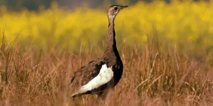 Bura-Chapori Wildlife Sanctuary