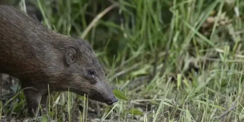 Bornadi Wildlife Sanctuary