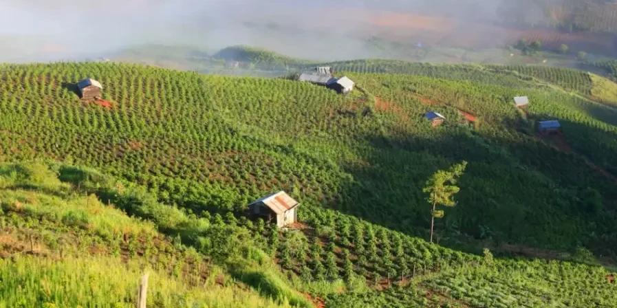 Coffee Plantations in Araku Valley